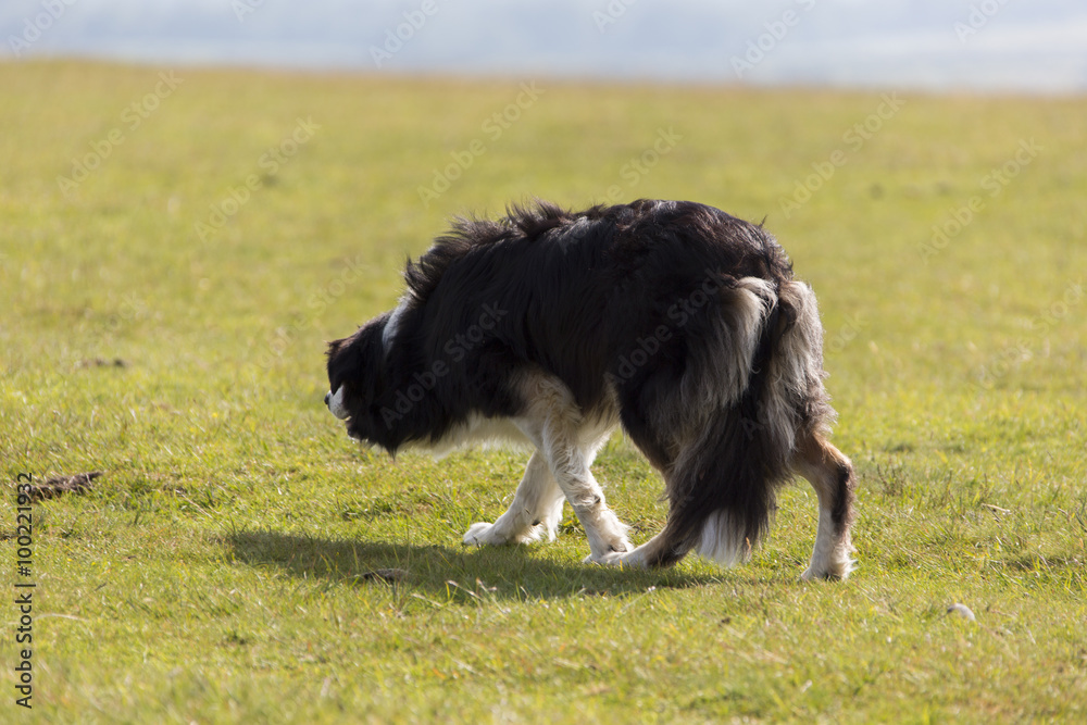 Fototapeta premium Border Collie in Aktion