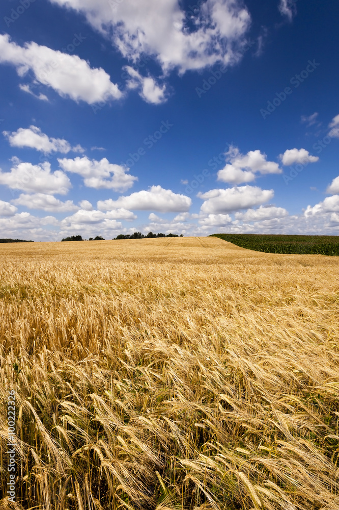 ripened cereals , field  