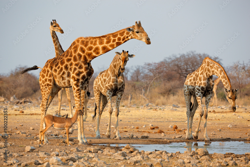 Fototapeta premium Giraffe herd (Giraffa camelopardalis) at a waterhole, Etosha National Park, Namibia.