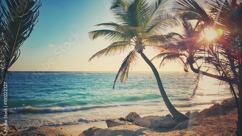Palm tree on the sandy beach photo