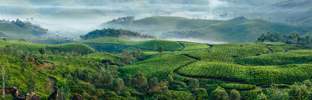 Naklejka premium Zielone wzgórza plantacji herbaty w Munnar