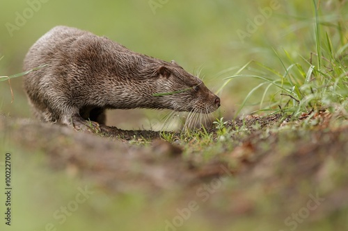 River otter(lutra lutra)/beautiful and playful river otter from Czech Republic / River otter(lutra lutra)/beautiful and playful river otter from Czech Republic 