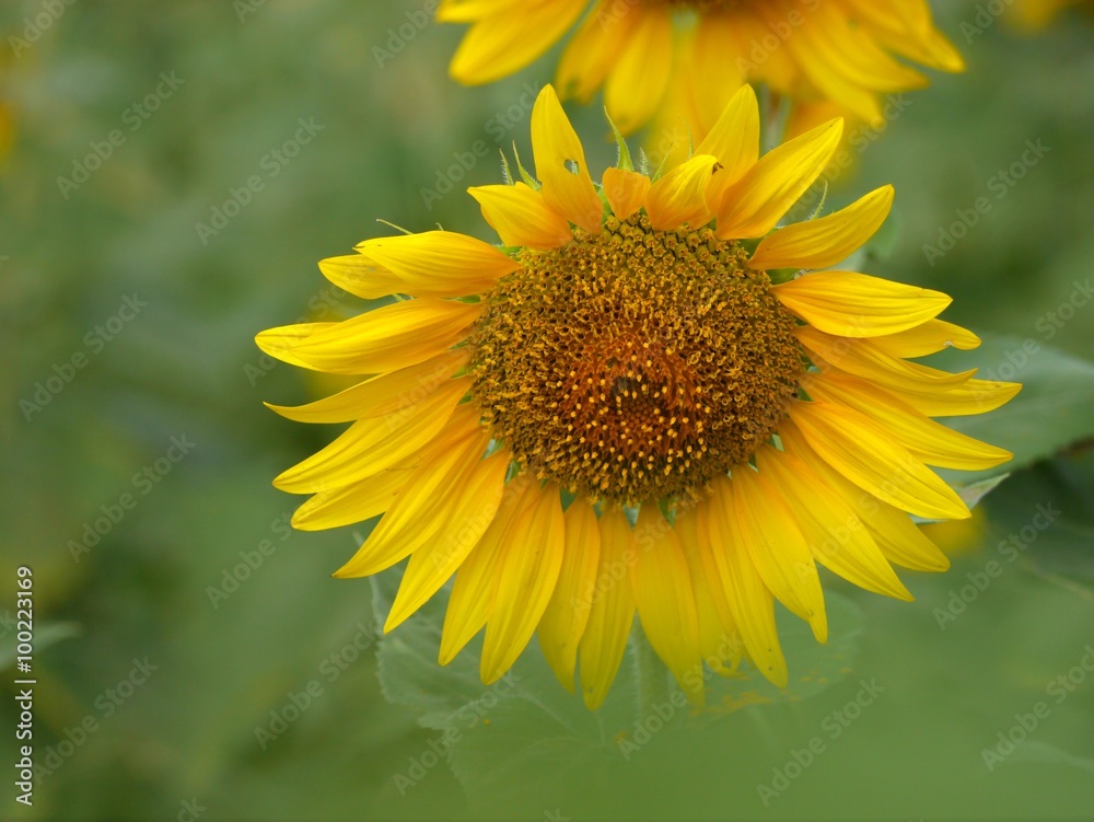 Sunflower Sunflower