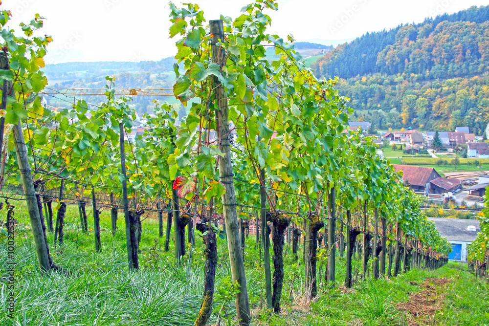 Aarau / Hillside of the vineyard in Switzerland