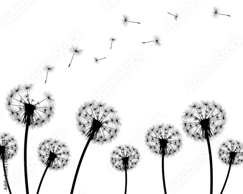 background dandelion faded silhouettes on a white background