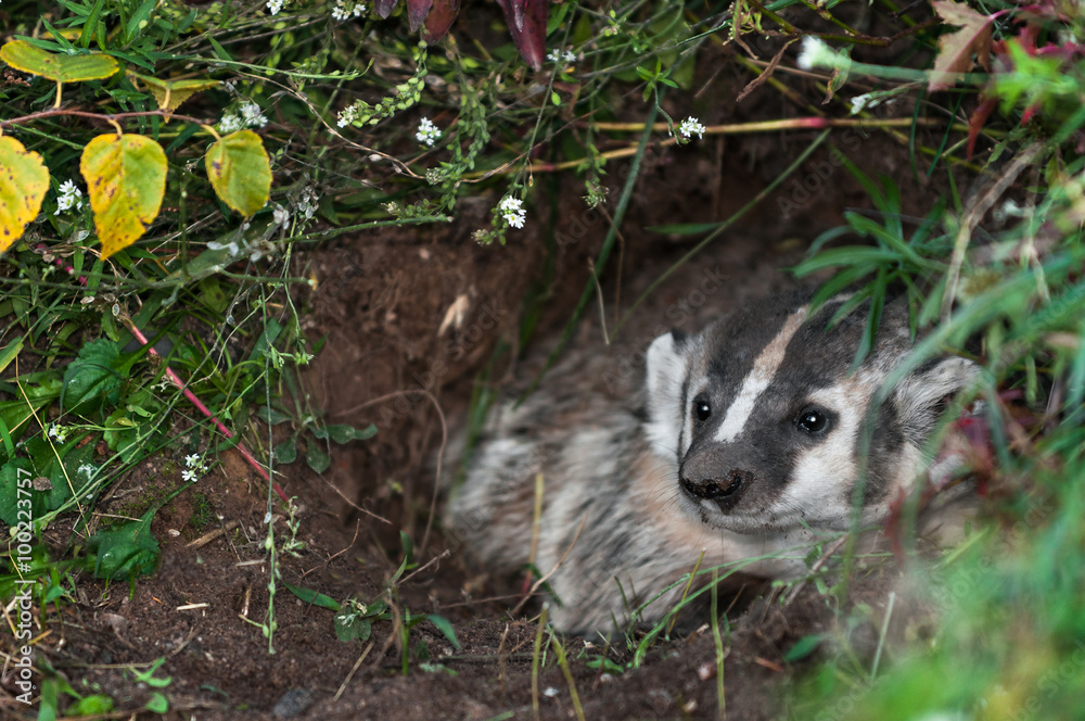 Naklejka premium North American Badger (Taxidea taxus) Looks Out from Den