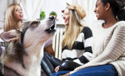 Dog at home, with his friends
Multi ethnic young girls playing with Siberian Husky, in a living room