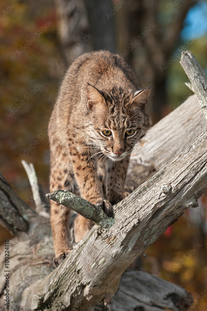Bobcat (Lynx rufus) Looks Down from Branch Bobcat (Lynx rufus) Looks Down from Branch