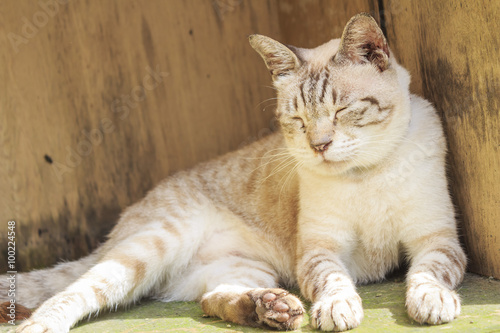 Cute sleeping yellow cat