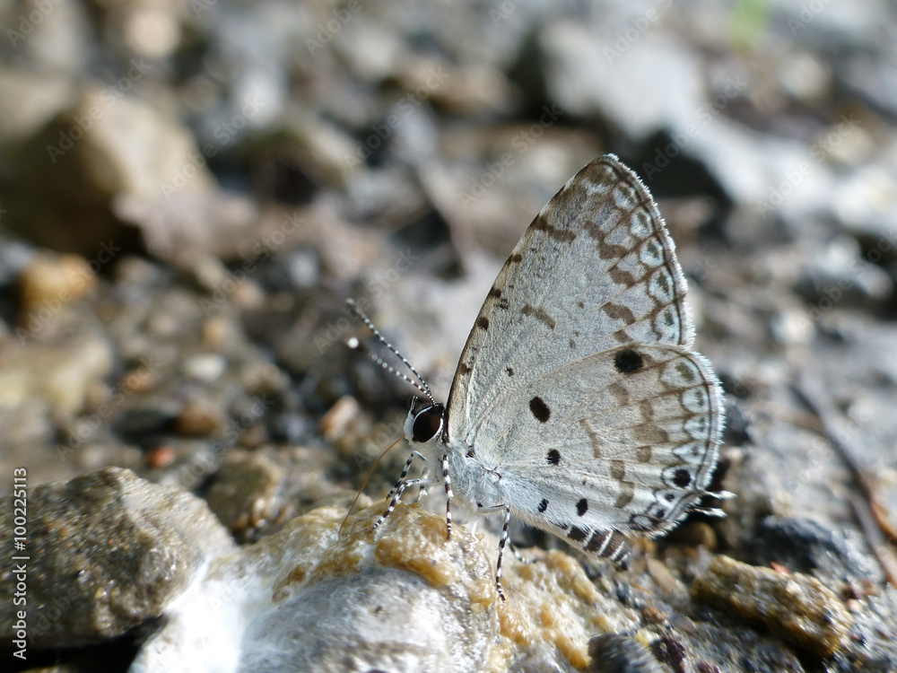 Beautiful butterfly - Celastrina lavendularis himilcon Beautiful butterfly - Celastrina lavendularis himilcon