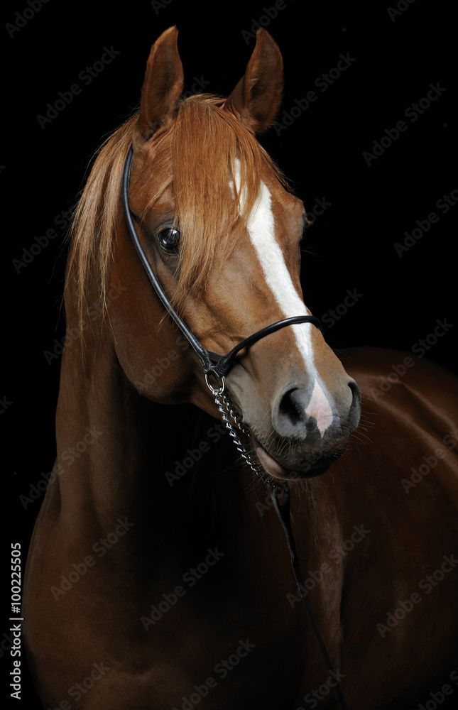 Fototapeta Horse portrait isolated on black background