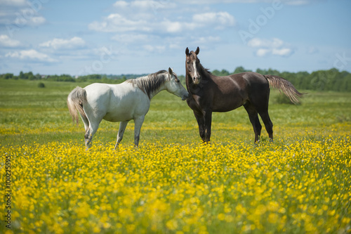 Two horses on the meadow © Pelana