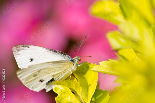 Beautiful butterfly - Pieris canidia photo