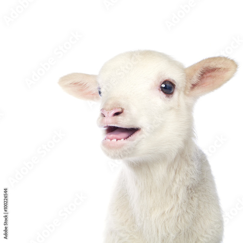 Photo White baby lamb