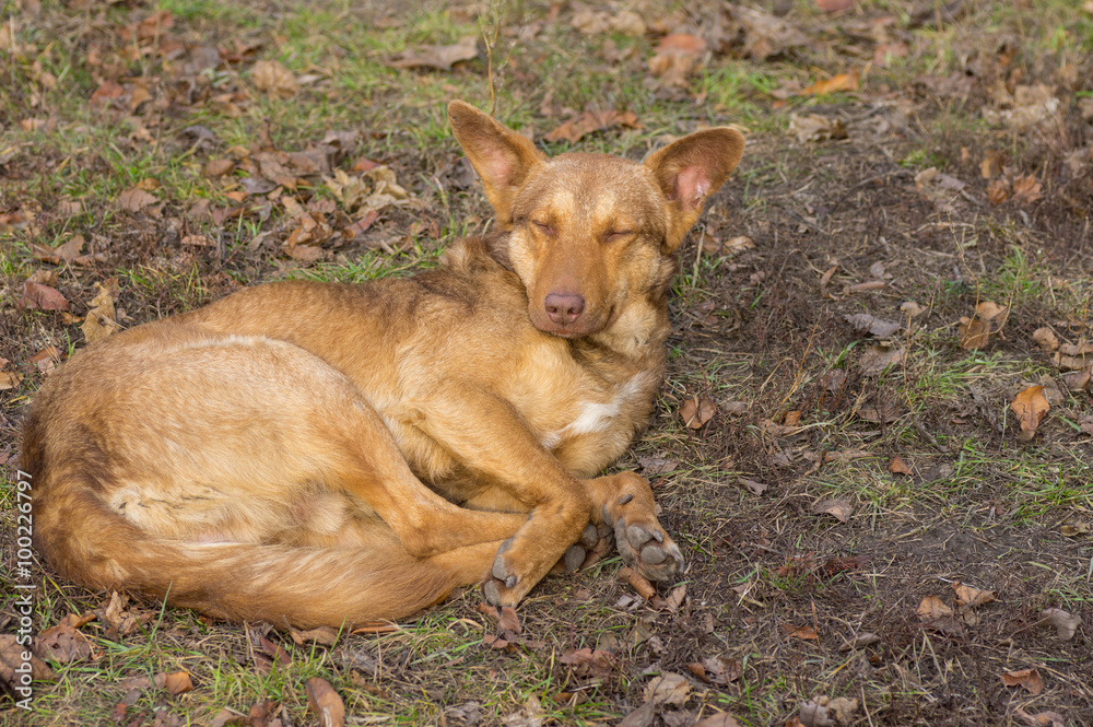 Stray dogs having rest outdoors dreaming about Christmas eve in own house Stray dogs having rest outdoors dreaming about Christmas eve in own house