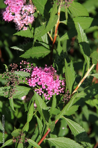 Flower and trees, year 2015