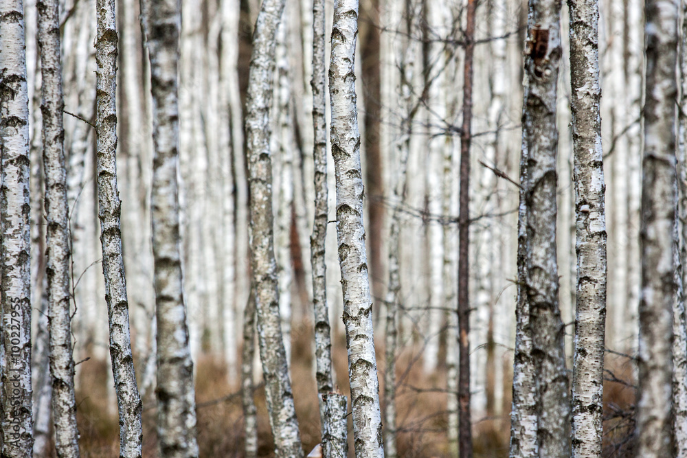 Forest of birch trees
