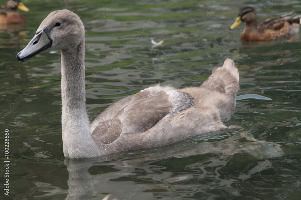 Swans on the lake, year 2008 Swans on the lake, year 2008