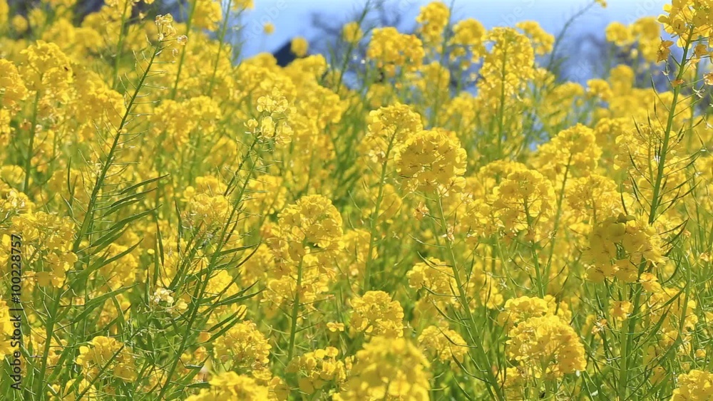 菜の花畑 菜の花畑