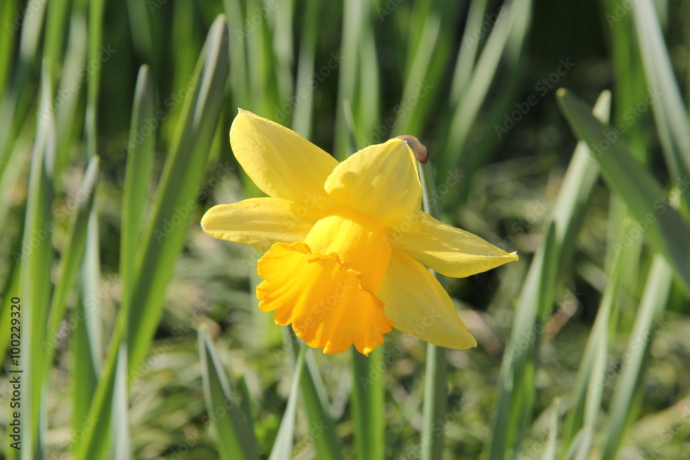 Flower and trees, year 2015 Flower and trees, year 2015