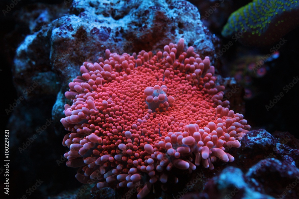 Fototapeta premium Pink Yuma Mushroom coral