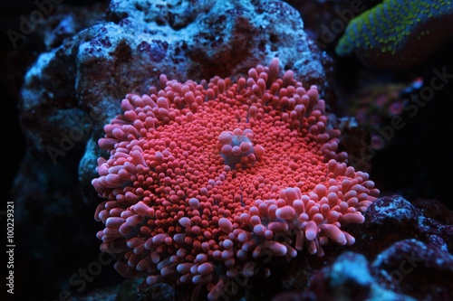 Pink Yuma Mushroom coral