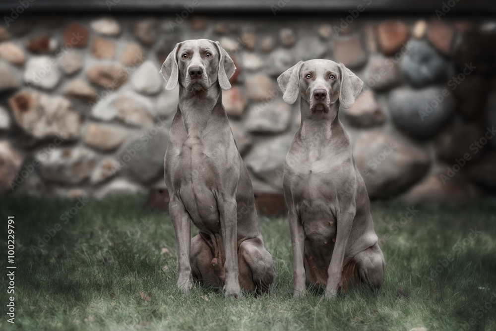 Two Weimaraner dogs