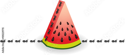 Ants on watermelon slice
