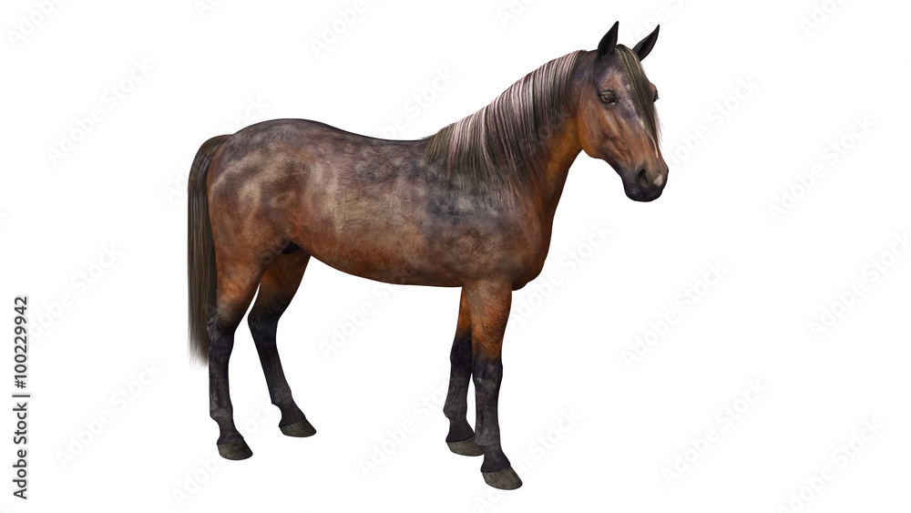 Horse standing, hoofed animal isolated on white background Horse standing, hoofed animal isolated on white background