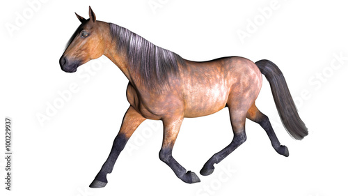 Horse galloping  hoofed animal isolated on white background