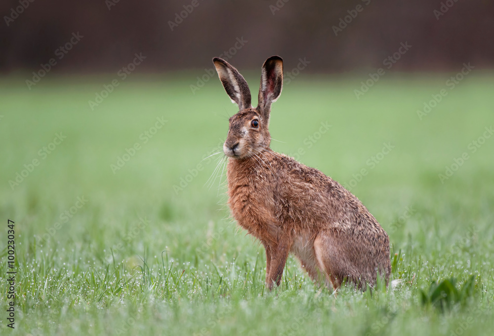 Fototapeta premium Wild brown hare sitting in a grass