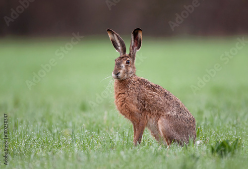 Fototapeta Wild brown hare sitting in a grass