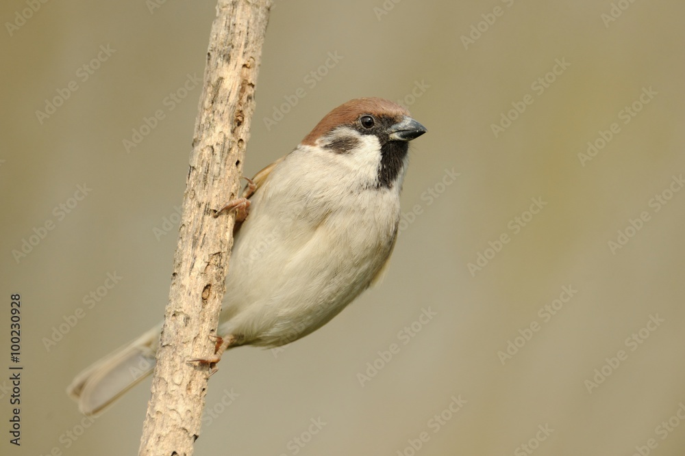 Obraz premium Tree Sparrow (Passer montanus)