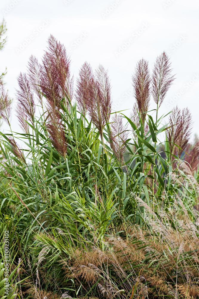 Plants at Mediterranean seaside Plants at Mediterranean seaside
