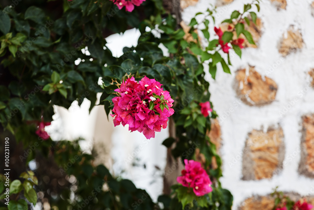 Green plants and flowers at Mediterranean seaside Green plants and flowers at Mediterranean seaside