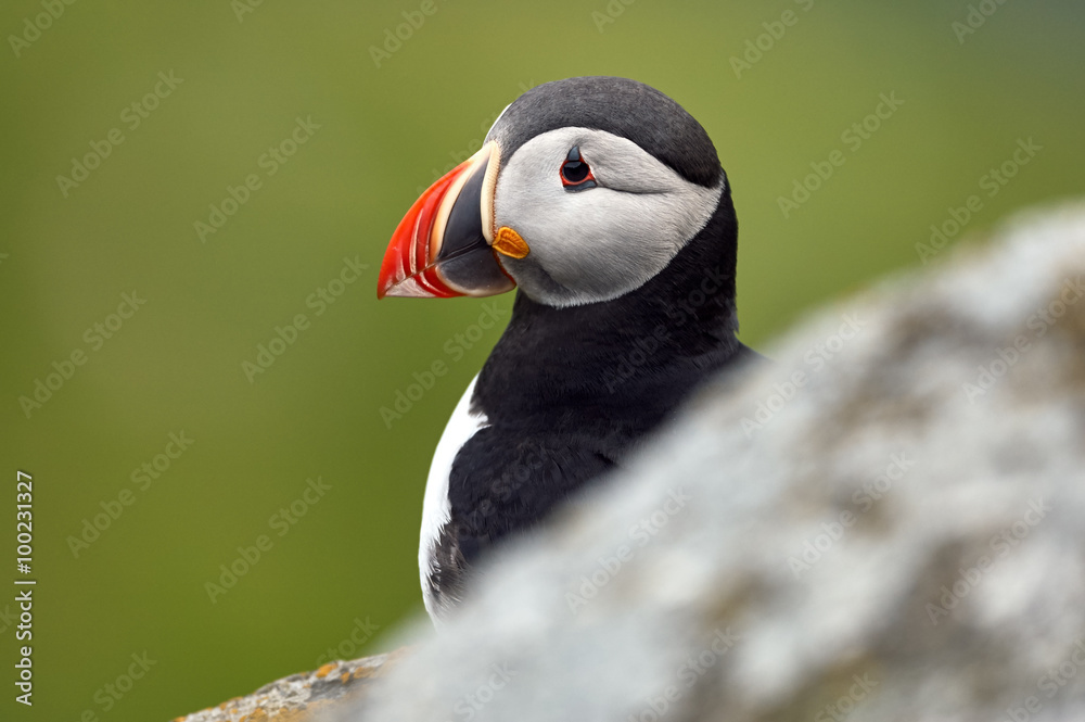 Naklejka premium Portrait of a beautiful puffin