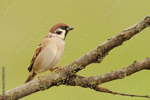 Tree Sparrow (Passer montanus) © Montipaiton