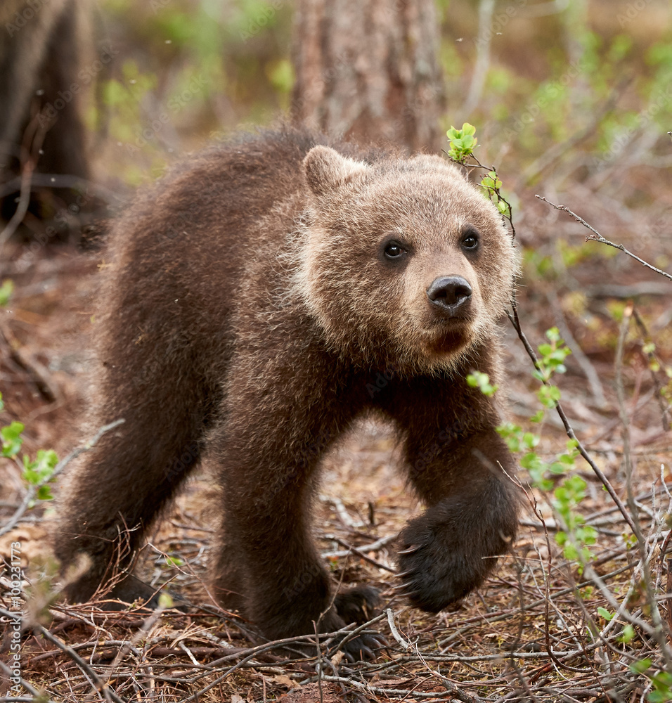 Obraz premium Brown bear cub