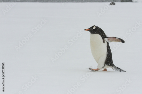 Gentoo peguin walking