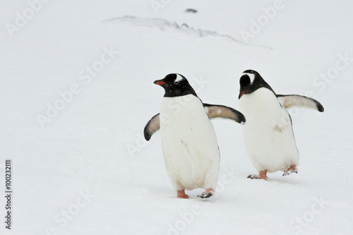 Syncronized pair of Gentoo Penguins