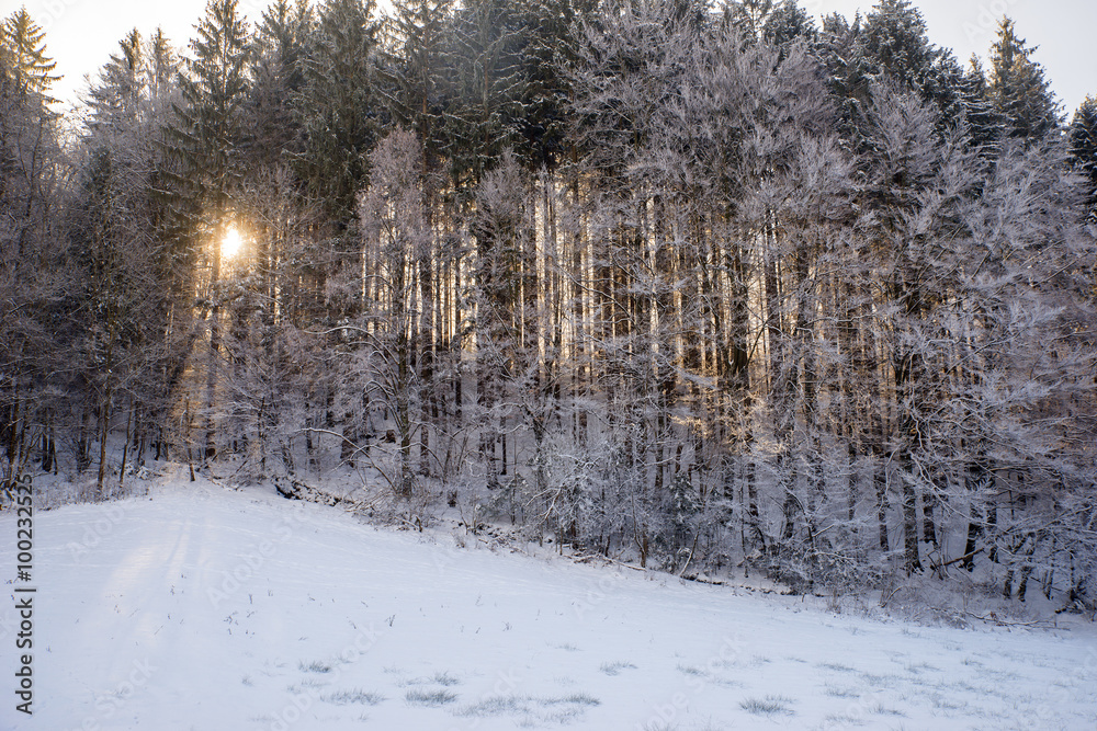 Fototapeta premium Snowy Tuhinj valley, Slovenia