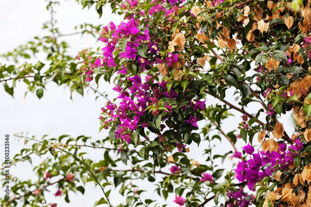 Green plants and flowers at Mediterranean seaside Green plants and flowers at Mediterranean seaside