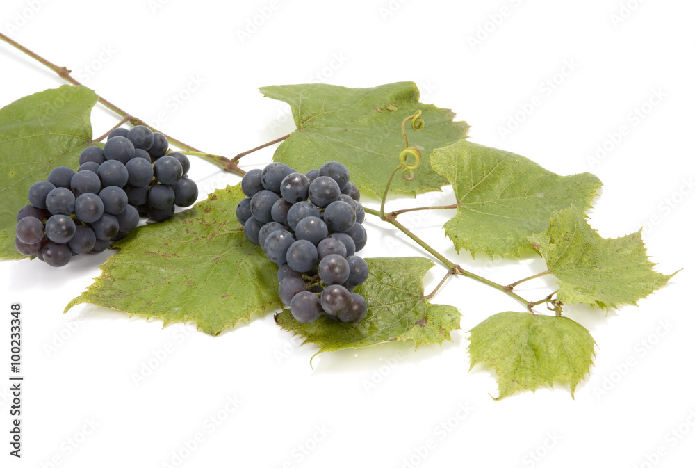 Twig of Common Grape Vine (Vitis vinifera) with ripe fruits on white background Twig of Common Grape Vine (Vitis vinifera) with ripe fruits on white background