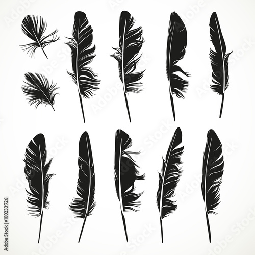 Silhouettes feathers vector illustration