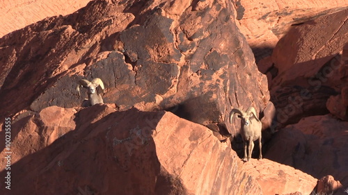 Desert Bighorn Sheep Rams