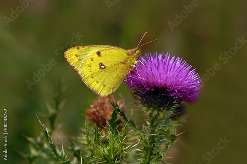 Yellow butterfly © pixelleo