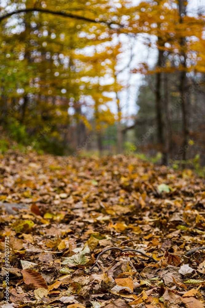 Fall Trail Landscape