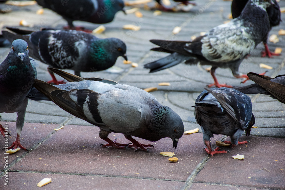 Rock pigeon in the park Rock pigeon in the park