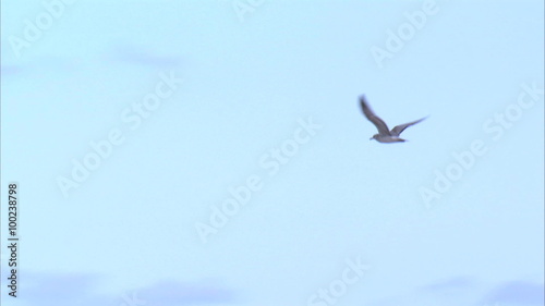 Shot following a seagull around a beach in Miami. photo