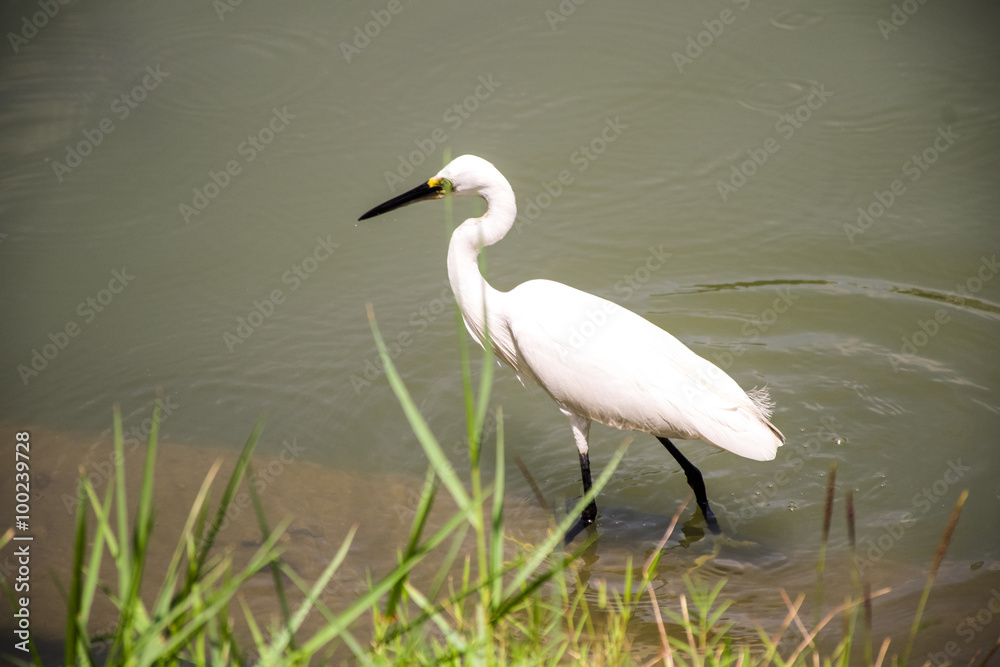 Naklejka premium White Heron finding food on near riverbank